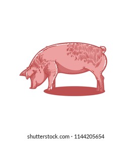 Engraved pig. Sketch of pig.