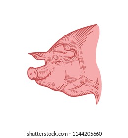 Engraved pig. Sketch of pig.