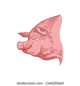 Engraved pig. Sketch of pig.