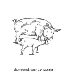 Engraved pig. Sketch of pig.