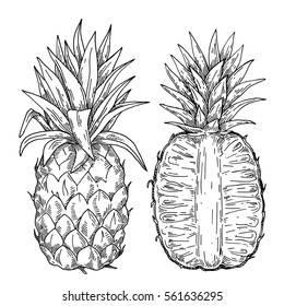 Engraved pineapple style illustration. Image of pineapple fruit. Vector black and white illustration.