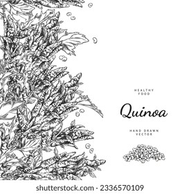 Engraved quinoa ripe branch with flowers, leaves and pile of raw seeds, grain. Quinoa grass cereal crops, agricultural plant hand drawn outline vector illustration. Healthy food poster design template