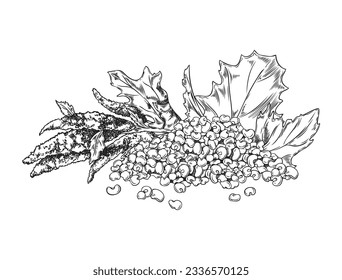 Engraved quinoa ripe branch with flowers, leaves and pile of raw seeds, grains. Quinoa grass cereal crops, agricultural plant hand drawn outline vector illustration. Cereal healthy plant, superfood