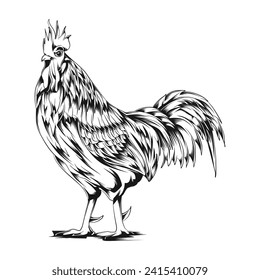 Engraved rooster. Hen sketch chicken kept on white background, hand drawn vintage chicken retro style drawing, bantam farming engraving vector illustration