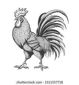 Гравированный петух. Эскиз курицы петухов, изолированный на белом фоне, нарисованный вручную винтажный петух в стиле ретро, векторная иллюстрация гравюры фермы bantam
