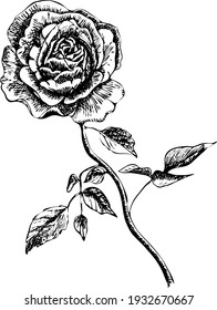 Engraved rose sketch, vector isolated romantic flower. Rose tattoo element