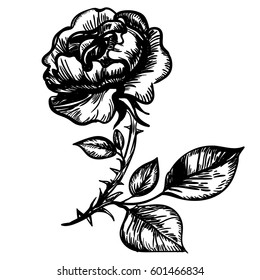 engraved rose vector