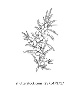 Engraved sea buckthorn vector drawing. Isolated branch with berries and leaves hand drawn line ink style. Summer fruit illustration on white. Natural vegetarian food, healthy vitamin herb