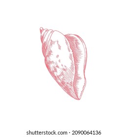 Engraved sea shell in hand drawn sketch style, vector illustration isolated on white background. Seashell dog conch for marine or nautical design.