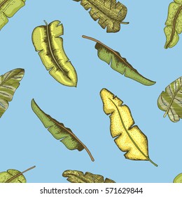 engraved seamless pattern with vintage tropical, exotic leaves bananaor palm, hand drawn style.