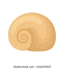 engraved seashell design over white