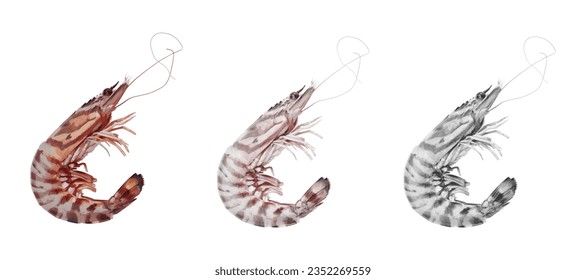 Engraved sketch illustration of shrimp seafood in both colored and black and white versions. Vector graphic with a halftone screen for packaging and poster graphic design purposes.