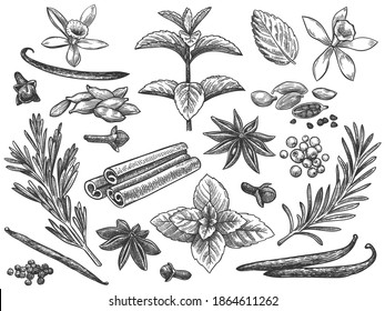 Engraved spices. Cardamom, vanilla flower and pod. mint, black pepper and rosemary, cloves. Indian cooking seeds hand drawn vector set. Ingredients for culinary, cooking herbs seamless pattern