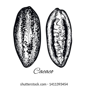 Engraved style illustration. Chocolate cocoa beans. ketched hand drawn cacao tree
