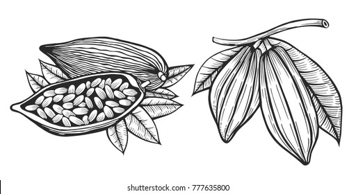 Engraved style illustration Cocoa beans illustration. Chocolate cocoa beans. Vector illustration