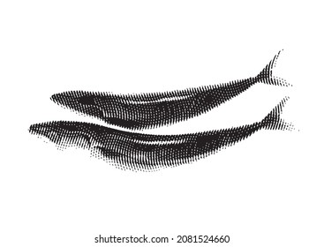 Engraved style illustration of fresh atlantic fishes for menu