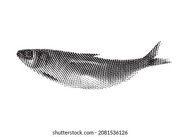 Engraved style illustration of fresh oysters in shells for menu