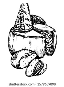 Engraved style vector cheese illustration. Parmesan and camembert.