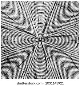 Engraved texture of saw cut tree trunk. Wood cross section pattern. Vector natural illustration. Concentric sketch. Woodcut print. Abstract background
