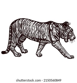Engraved Tiger sneak in isolated white background. Vintage wild animals in hand drawn style. Sketch designed for poster, print, book illustration, logo, tattoo. Retro vector illustration.