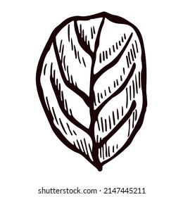 Engraved tree leaf in isolated white background. Vintage botanical autumn foliage in hand drawn style. Vector sketch design for poster, print, book illustration, tattoo.