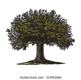 Engraved Tree.  Vector Illustration Of A Fruit Tree In Vintage Engraving Style. Isolated, Grouped.
