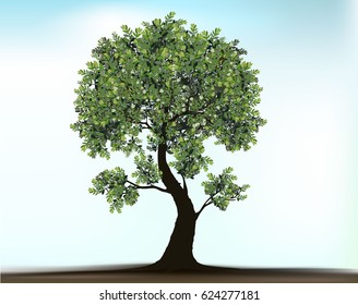 Engraved tree. Vector illustration of a fruit  in vintage engraving, tree on white background,Vector trees in silhouettes.Create many more trees with leaves and bare trees on the bottom,Green Oak