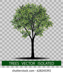 Engraved tree. Vector illustration of a fruit  in vintage engraving