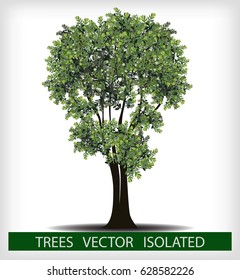 Engraved tree. Vector illustration of a fruit  in vintage engraving, tree on white background