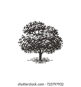 Engraved tree. Vector illustration of a fruit tree. Hand drawn engraving style illustrations.