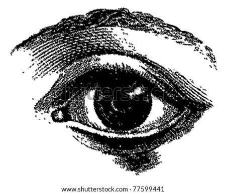 Engraved vector eye from atlas published in 1851 (The iconographic encyclopedia of science, literature and art). Other illustrations in my portfolio.