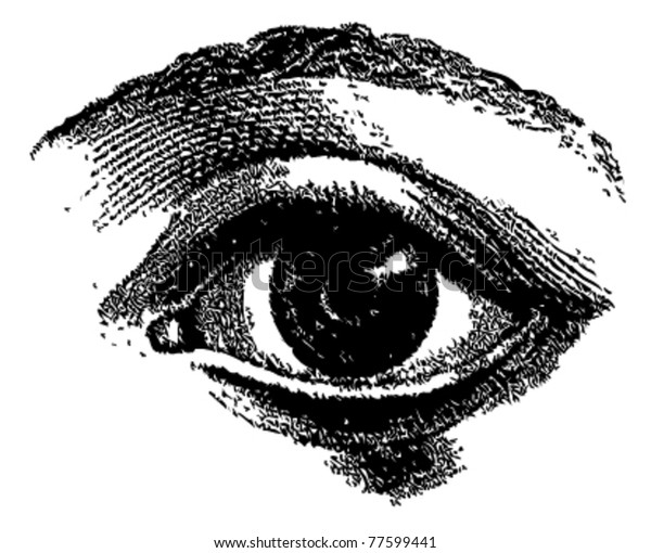 Engraved Vector Eye Atlas Published 1851 Stock Vector (royalty Free 