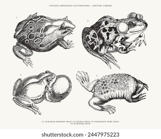 Engraved Vector Frog and Toad Line Art Illustrated Isolated on White Background