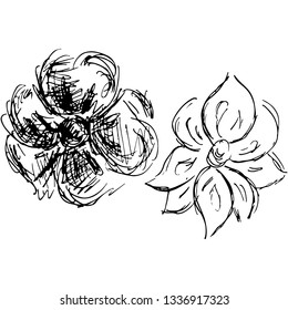 Engraved Vector Hand Drawn Illustrations Set Of Two Abstract Rose Flowers Isolated on White. Hand Drawn Sketch of a Flower.