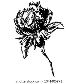 Engraved vector hand drawn rose Isolated on white background. Hand drawn sketch of a flower.