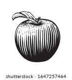 Engraved vector illustration of an apple with leaf. Vintage. Hand realistic drawing.
