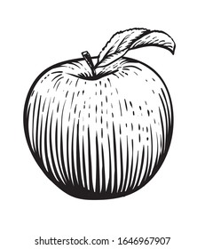 Engraved vector illustration of an apple with leaf. Vintage. Hand realistic drawing.