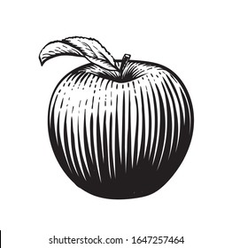 Engraved vector illustration of an apple with leaf. Vintage. Hand realistic drawing.