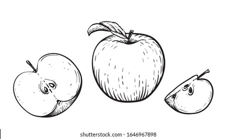 Engraved vector illustration of an apples with apple half and apple leaf. Vintage. Hand realistic drawing.
