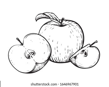 Engraved vector illustration of an apples with apple half and apple leaf. Vintage. Hand realistic drawing.