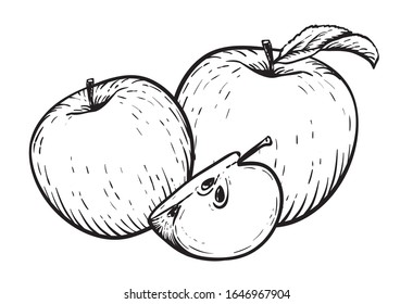 Engraved vector illustration of an apples with apple half. Vintage. Hand realistic drawing.