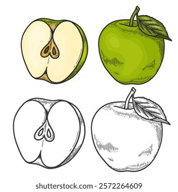 Engraved vector illustration of an apples with apple half and apple leaf. Hand drawn Apple Sketch Illustration. A coloring page of a green apple with a white background. 