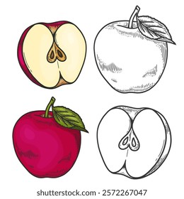 Engraved vector illustration of an apples with apple half and apple leaf. Hand drawn Apple Sketch Illustration. A coloring page of a red apple with a white background. 