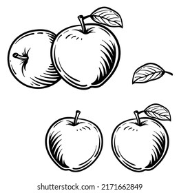 Engraved vector illustration of an apples. Apples isolated on white background.