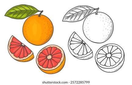 Engraved vector illustration of a grapefruit with grapefruit half and grapefruit leaf.