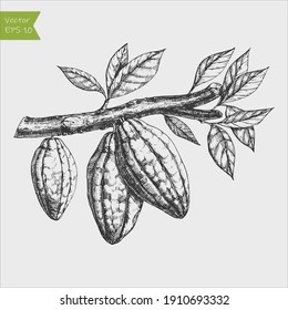 engraved vector illustration hand drawn cocoa beans on branch