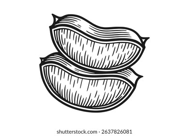Engraved Vector Illustration of Jojoba Seeds in Black and White Detailed Design