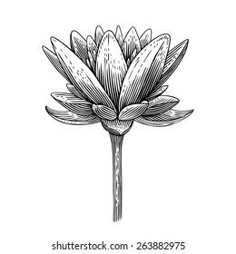 Engraved vector illustration of lotus 