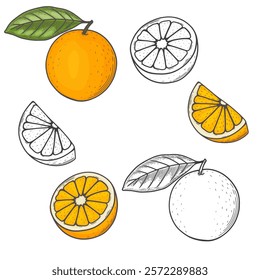Engraved vector illustration of an oranges with orange half and orange leaf. Hand drawn orange Sketch Illustration. A coloring page of an orange with a white background. 