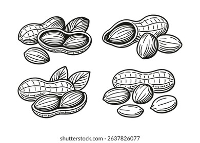 Engraved Vector Illustration of Peanuts with Shells and Leaves in Black and White